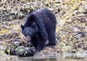 Ursus americanus